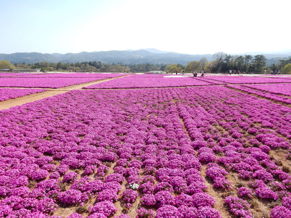 芝桜 花夢の里 Flower Village 広島県世羅町 Fwssのえっさんブログ