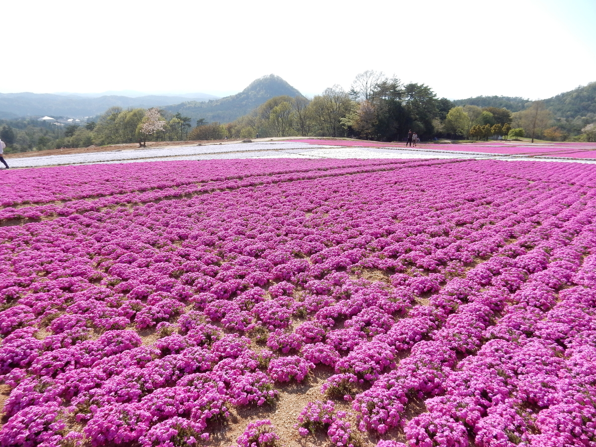 芝桜 花夢の里 Flower Village 広島県世羅町 Fwssのえっさんブログ