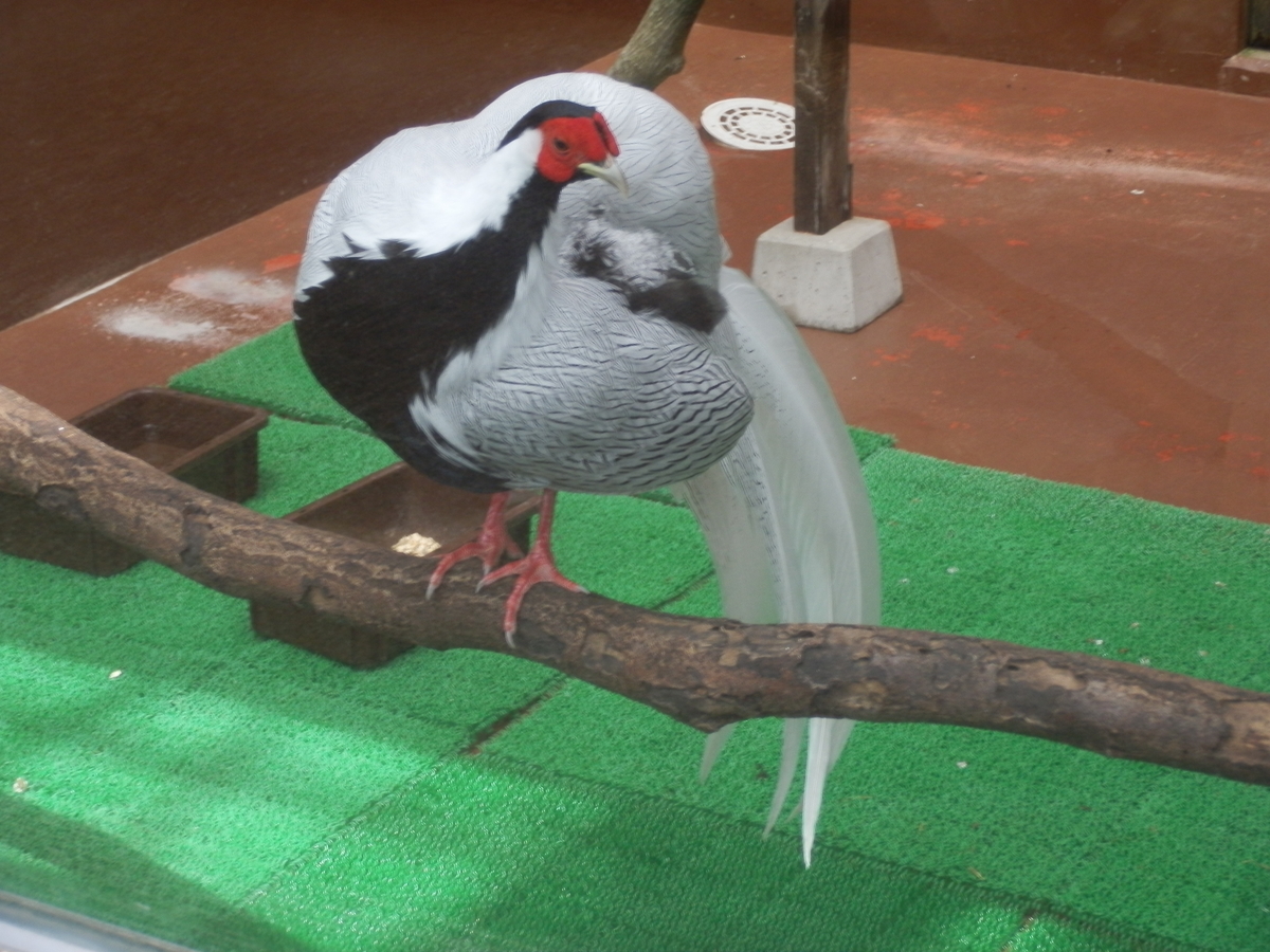 ハッカン と ソウゲンワシ 生き物シリーズ Fwssのえっさんブログ