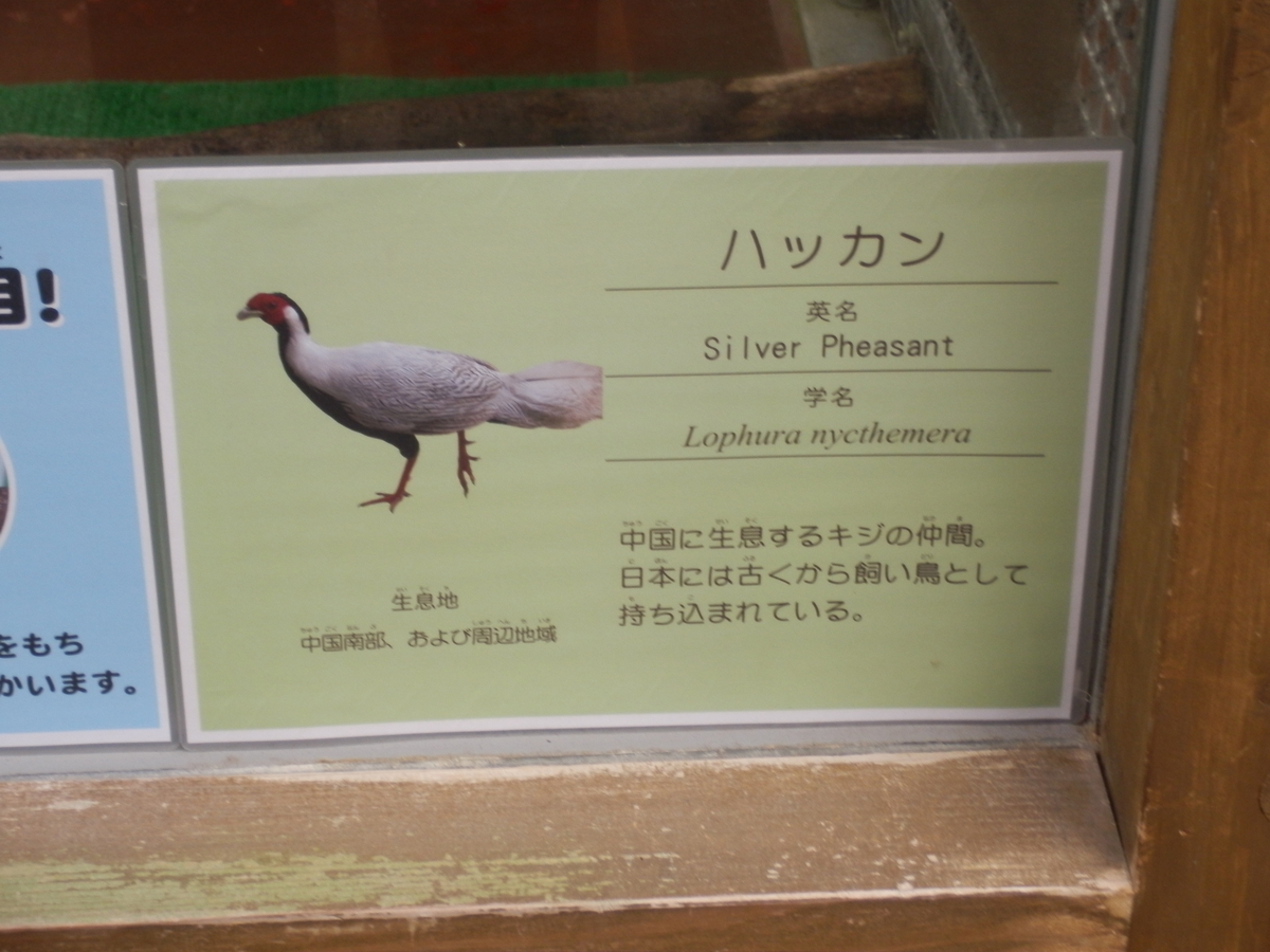 ハッカン と ソウゲンワシ 生き物シリーズ Fwssのえっさんブログ