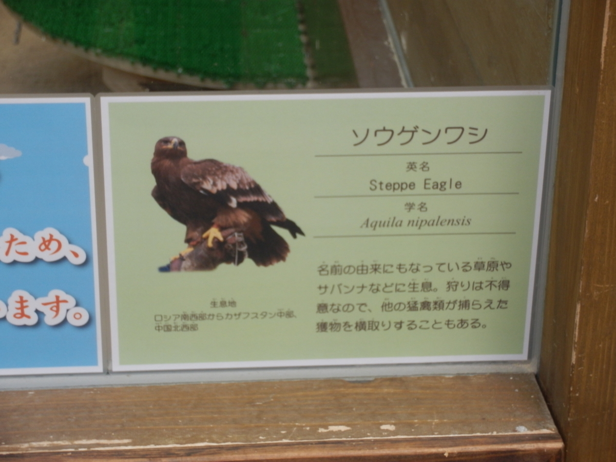 ハッカン と ソウゲンワシ 生き物シリーズ Fwssのえっさんブログ