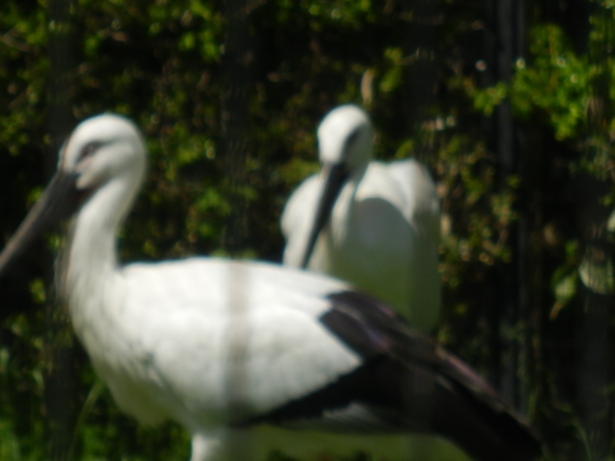 f:id:fwss:20210515170204j:plain