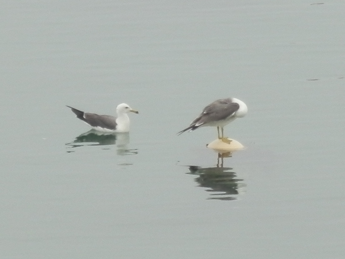 f:id:fwss:20210611093900j:plain