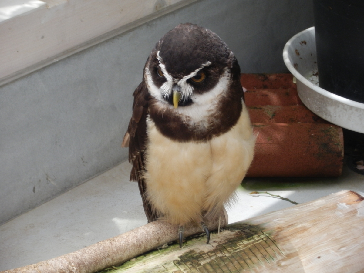 f:id:fwss:20210711205828j:plain