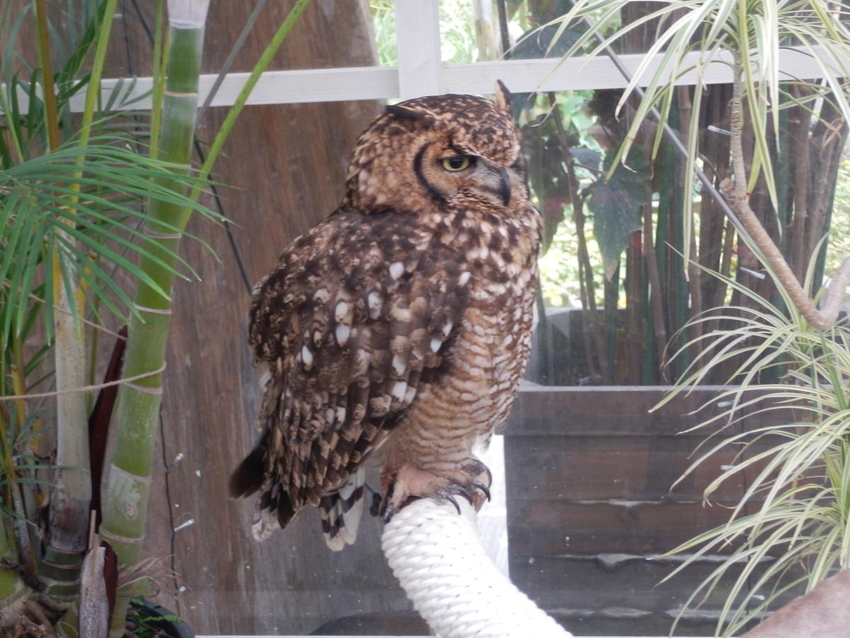 f:id:fwss:20210711205900j:plain