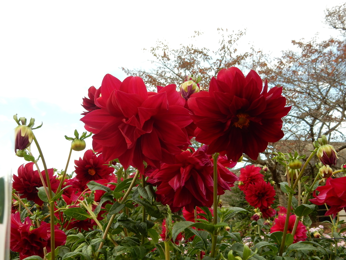 f:id:fwss:20210721102847j:plain