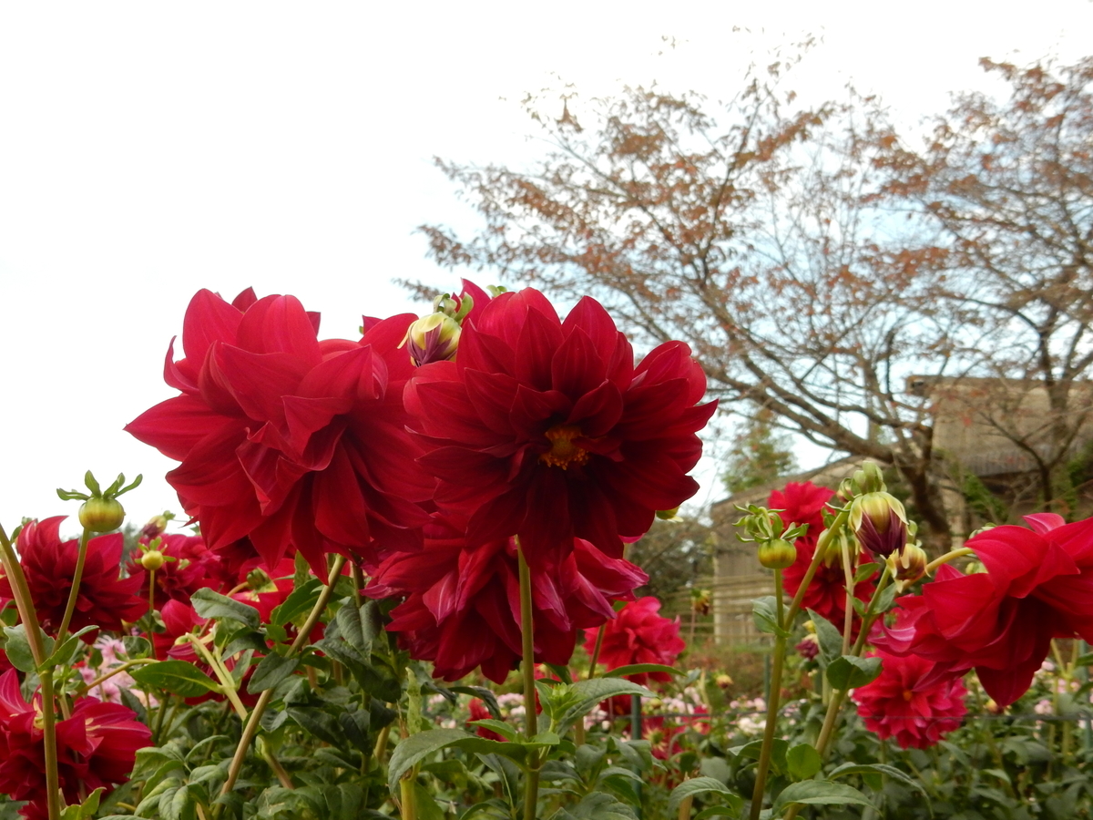 f:id:fwss:20210721102923j:plain