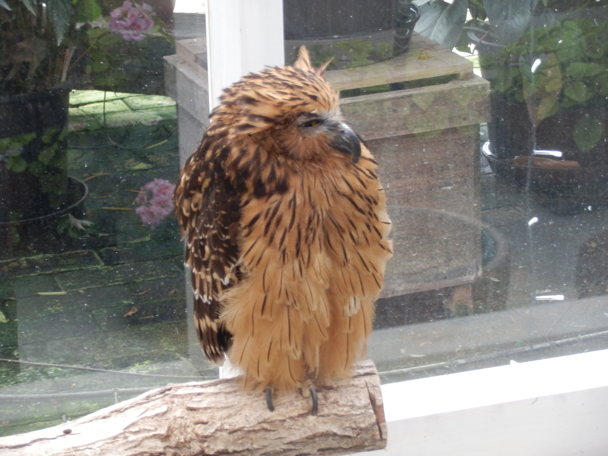 f:id:fwss:20210804095512j:plain