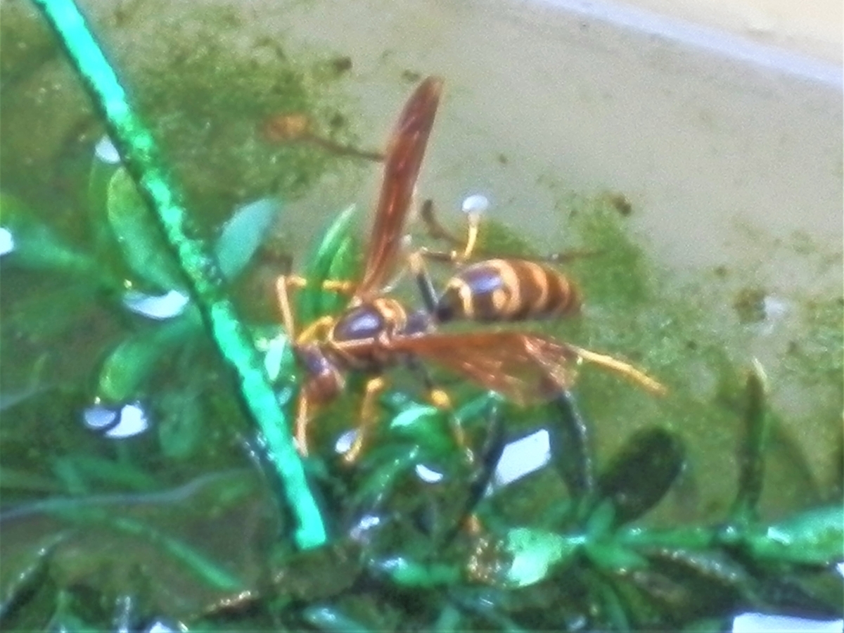 f:id:fwss:20210804163311j:plain