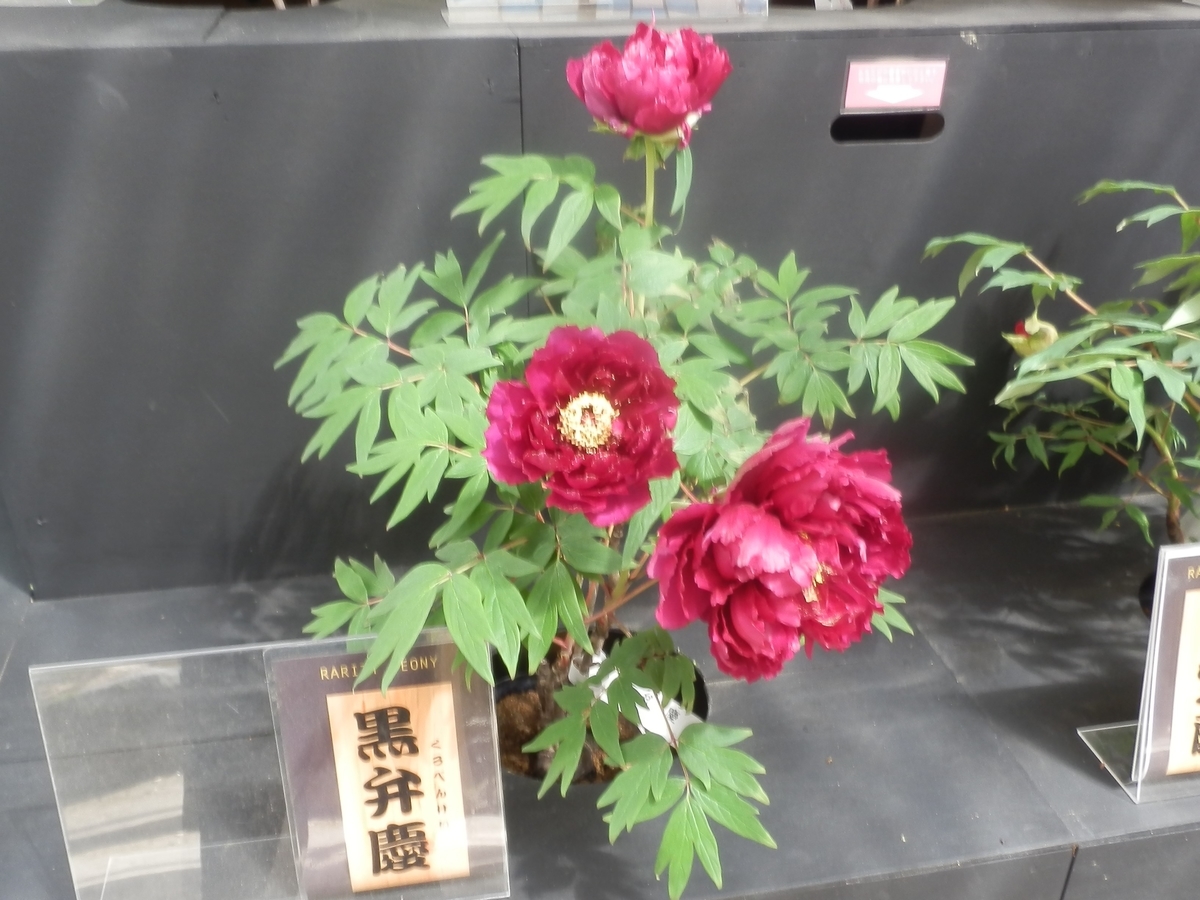 f:id:fwss:20210809220601j:plain