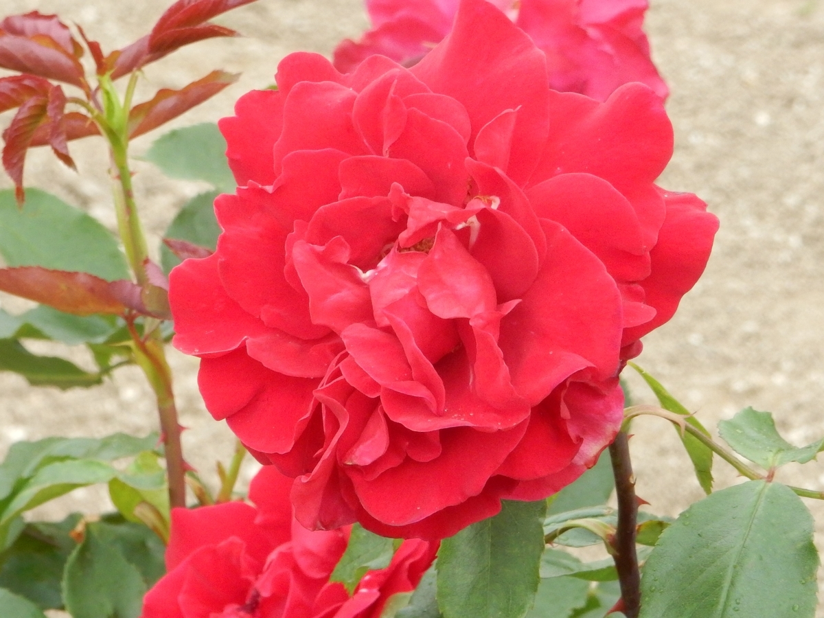 f:id:fwss:20210811153012j:plain