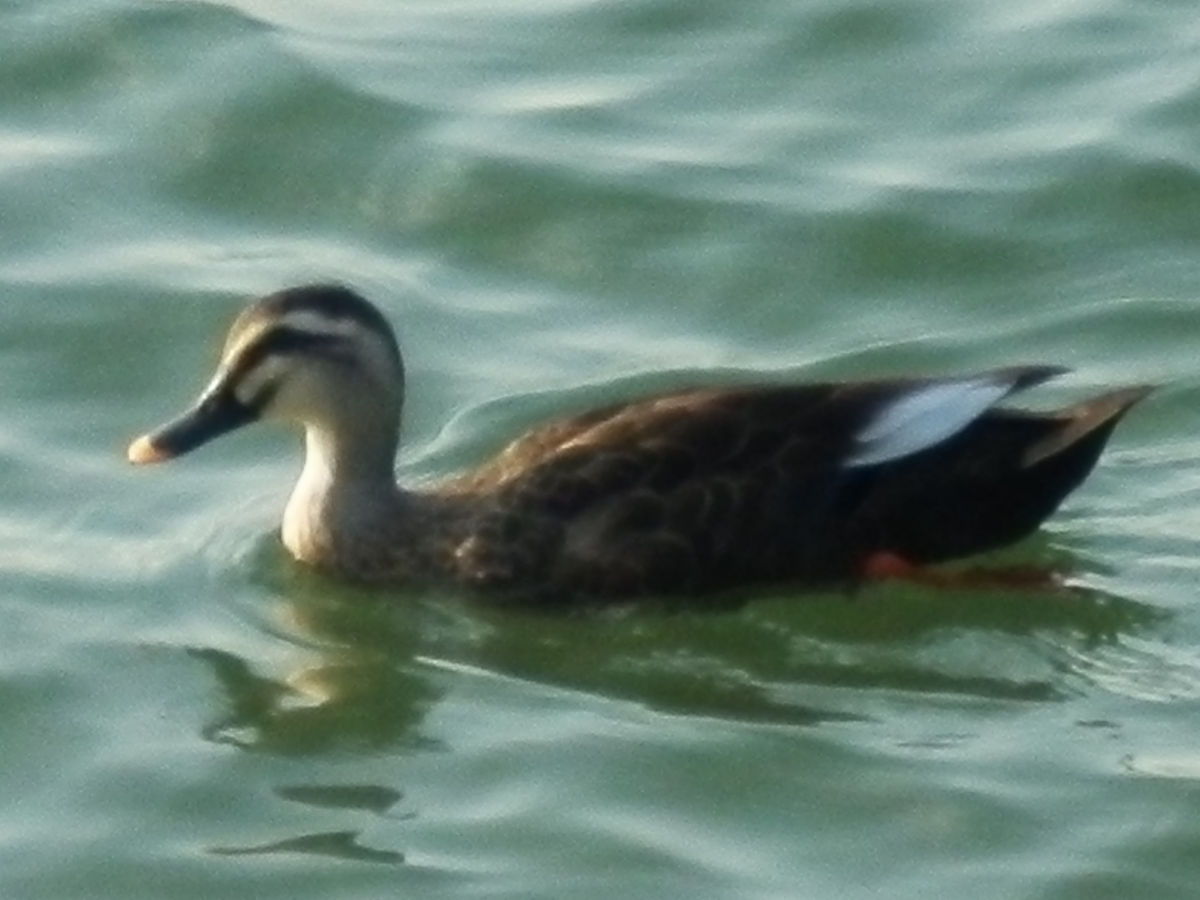 f:id:fwss:20211009200510j:plain