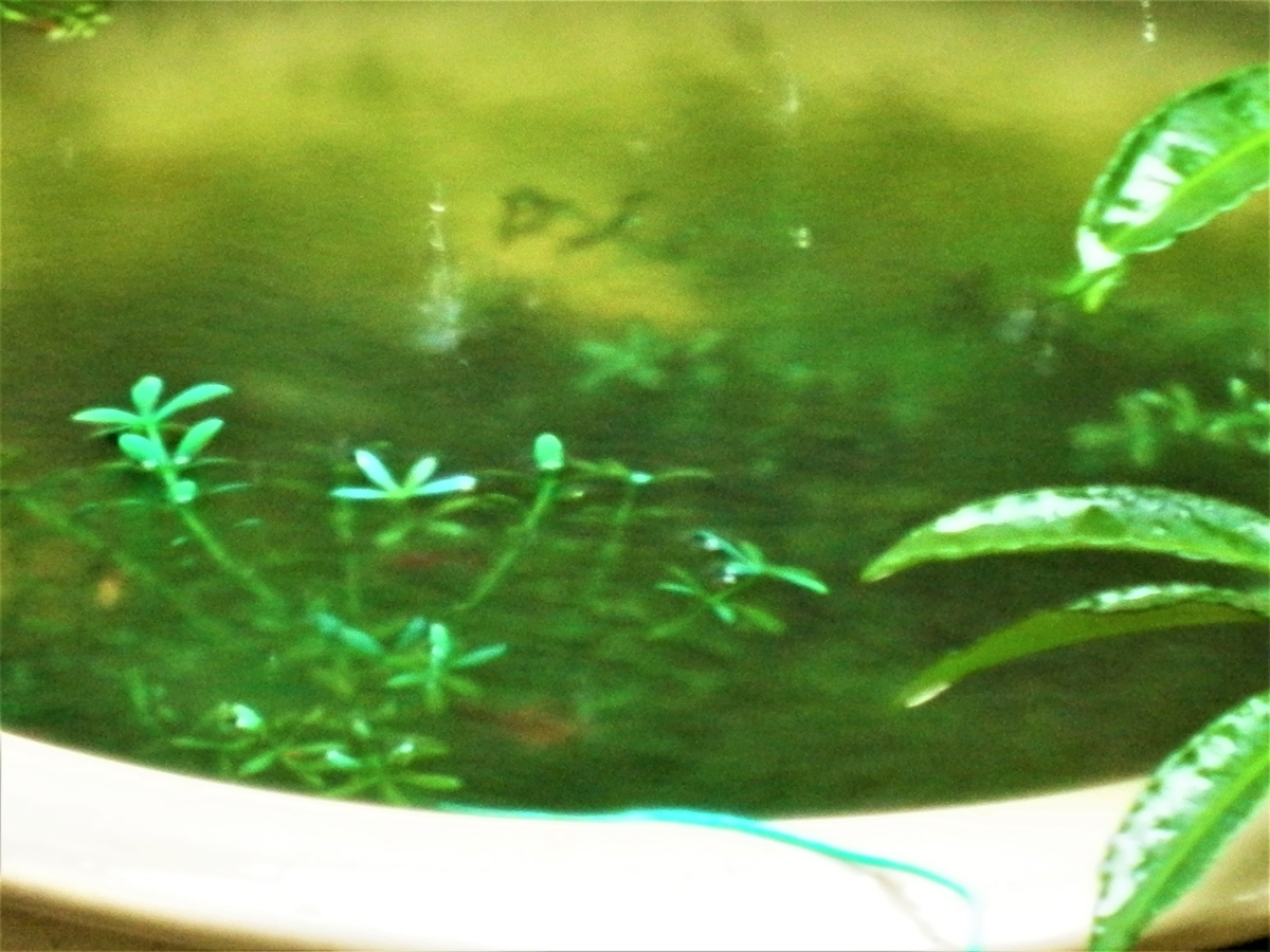 f:id:fwss:20211122100524j:plain