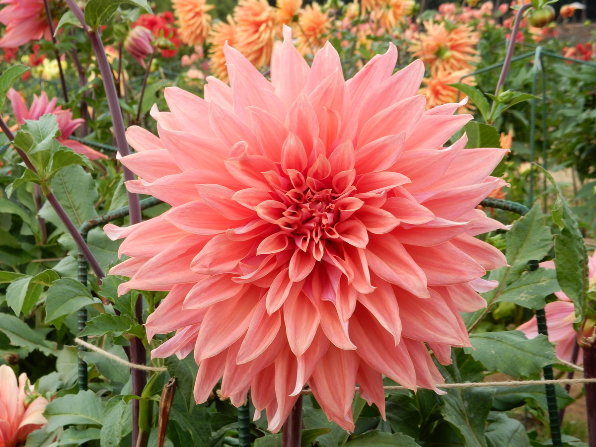 ダリア ベルオブバルメラ 世羅高原農場 広島県世羅町 Fwssのえっさんブログ