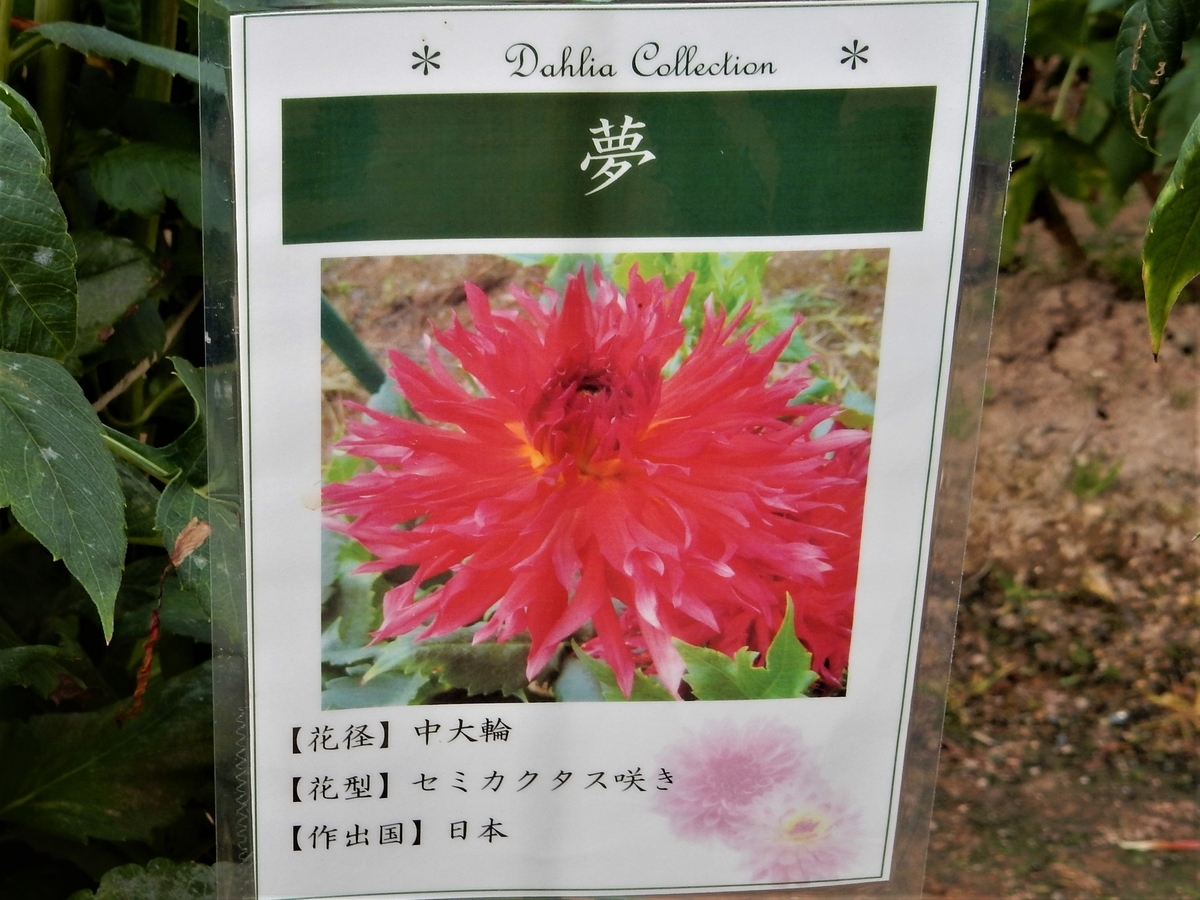 f:id:fwss:20220116154816j:plain