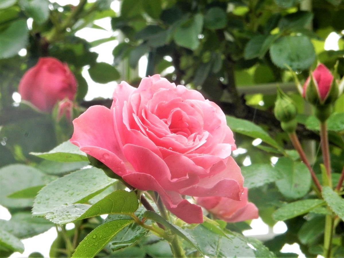 f:id:fwss:20220205100334j:plain