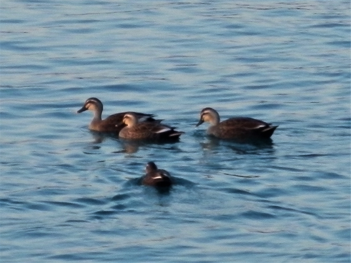 f:id:fwss:20220224203057j:plain