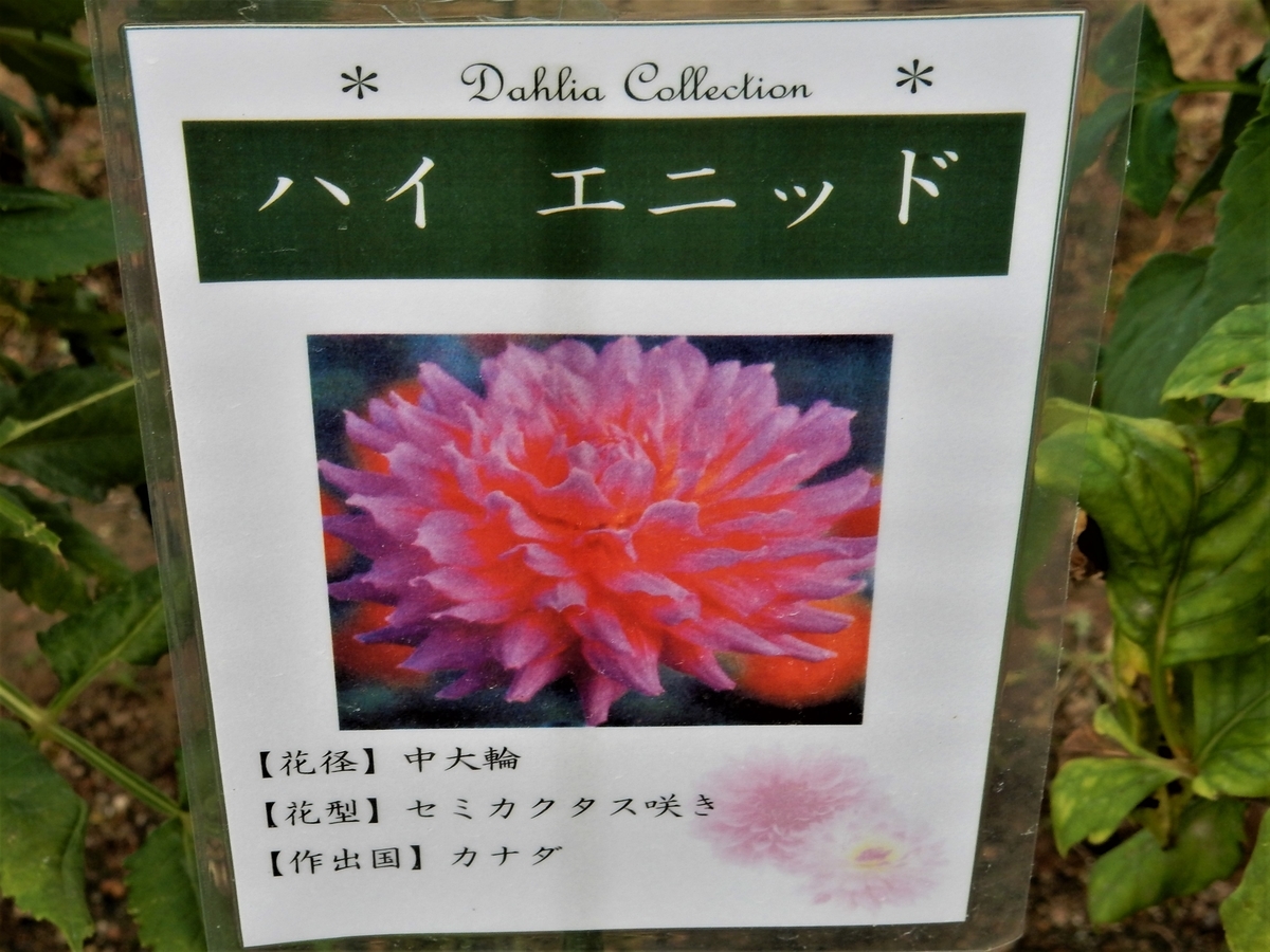 f:id:fwss:20220227070537j:plain