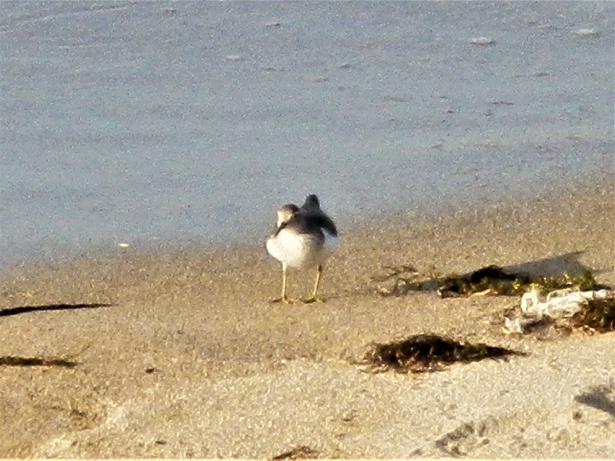 f:id:fwss:20220410073453j:plain