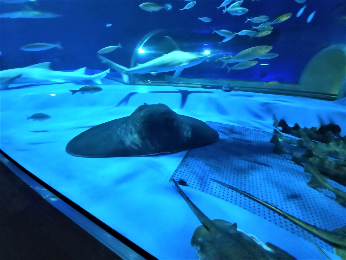 しまね海洋館アクアスの魚たち(18):島根県浜田市・江津市 しまね海洋館アクアスの魚たち(18):島根県浜田市・江津市