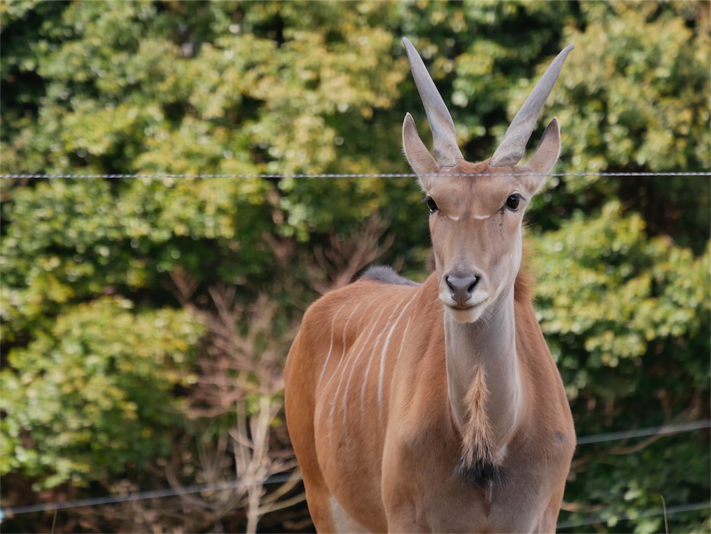 f:id:fxxk_authority:20180317234956j:image f:id:fxxk_authority:20180317234956j:image