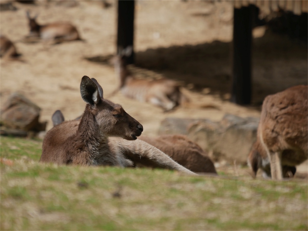 f:id:fxxk_authority:20180317235027j:image f:id:fxxk_authority:20180317235027j:image