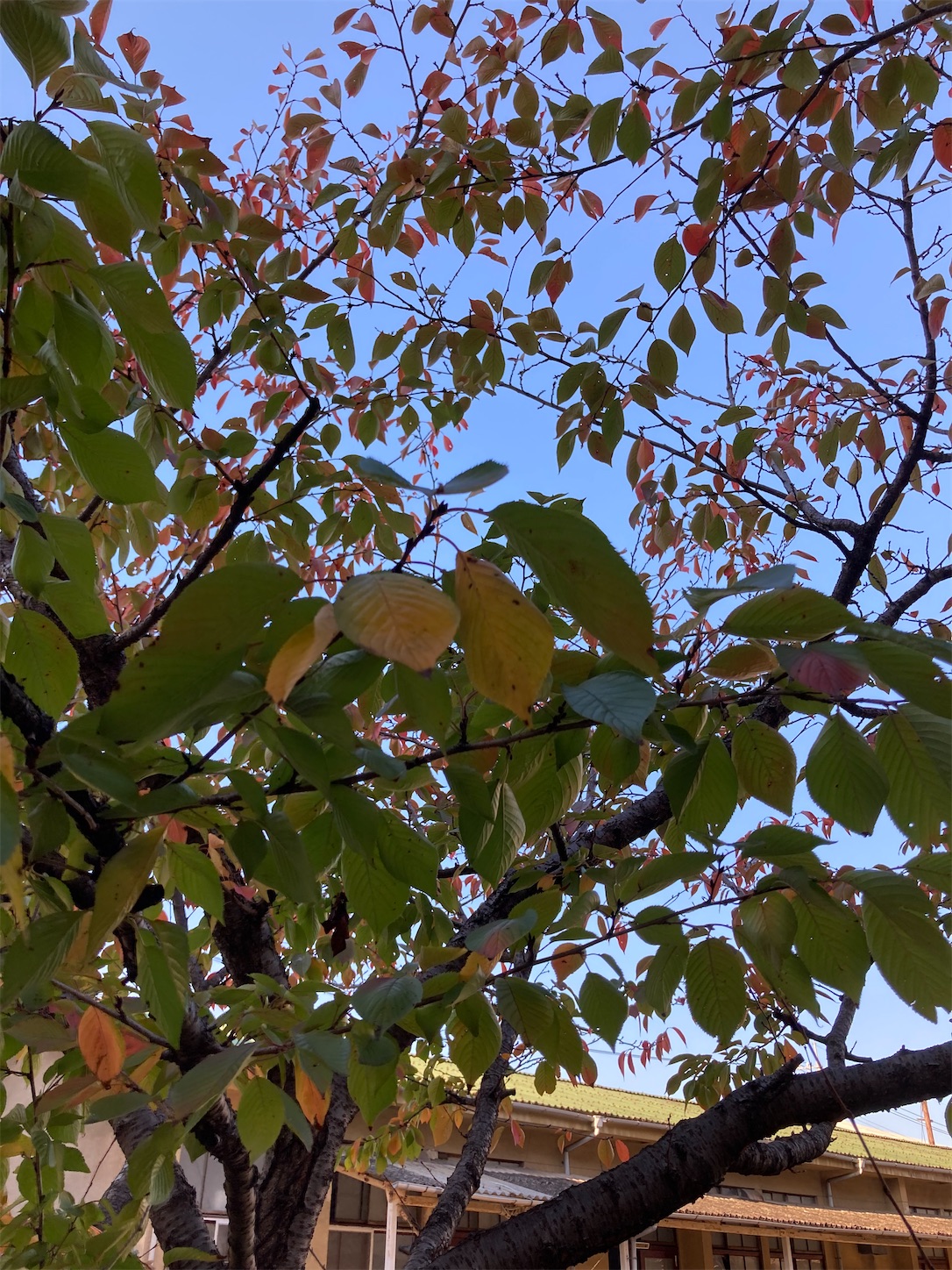 f:id:fymrsfujiko:20221031231013j:image