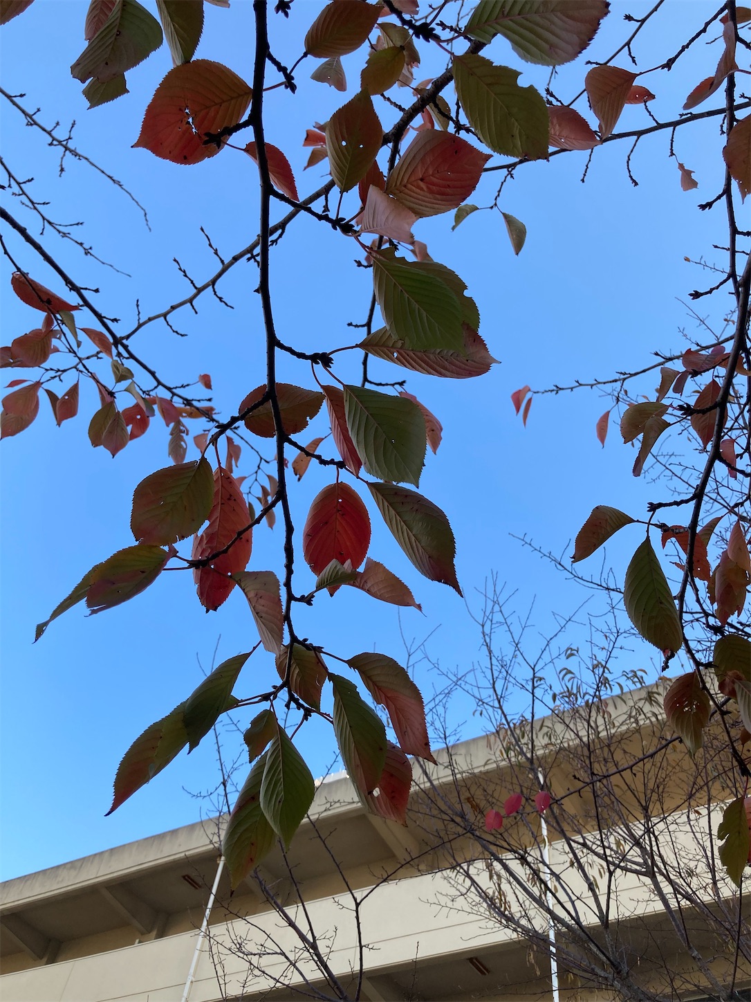 f:id:fymrsfujiko:20221031233559j:image f:id:fymrsfujiko:20221031233559j:image