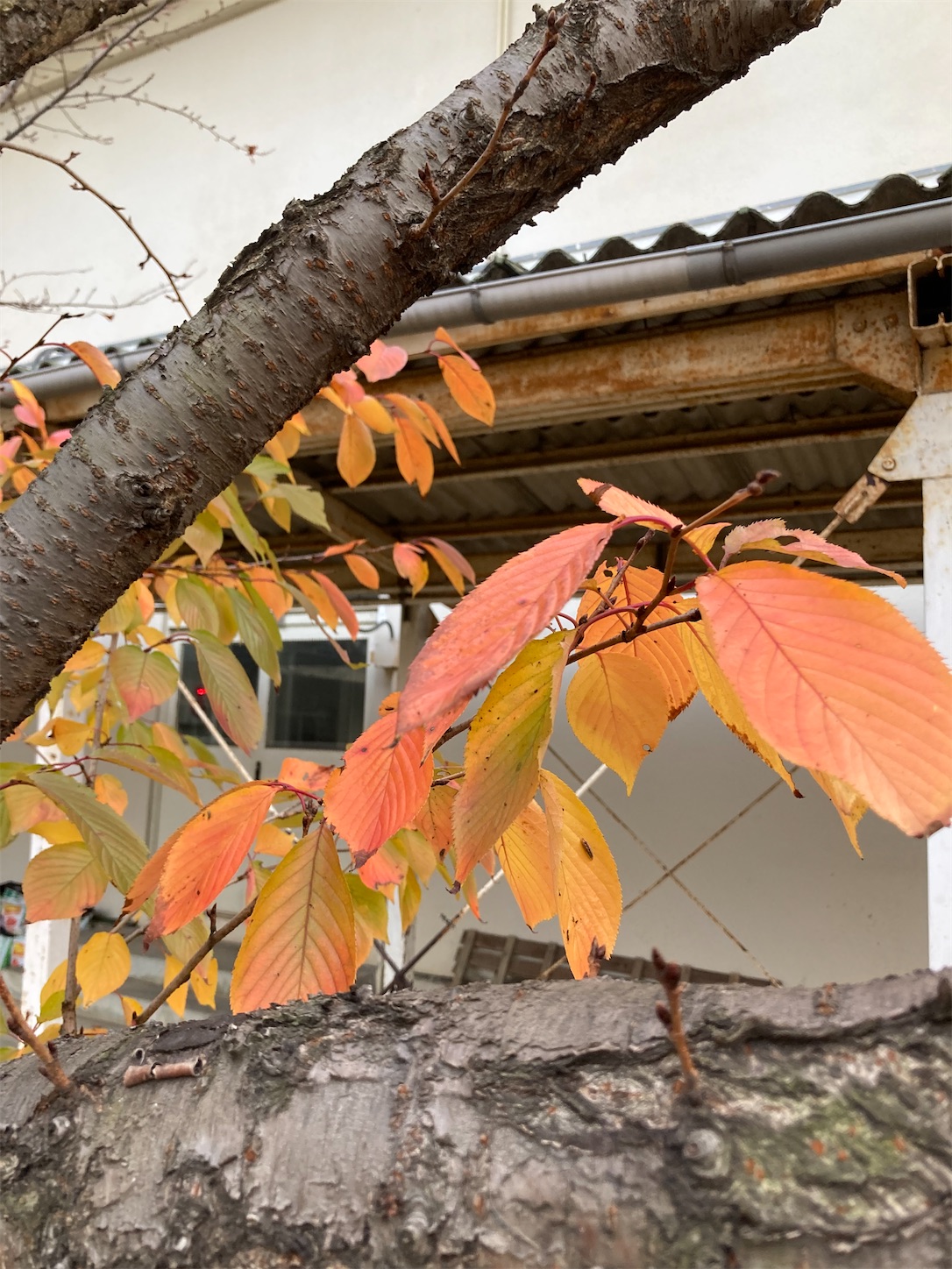 f:id:fymrsfujiko:20221130132847j:image f:id:fymrsfujiko:20221130132847j:image