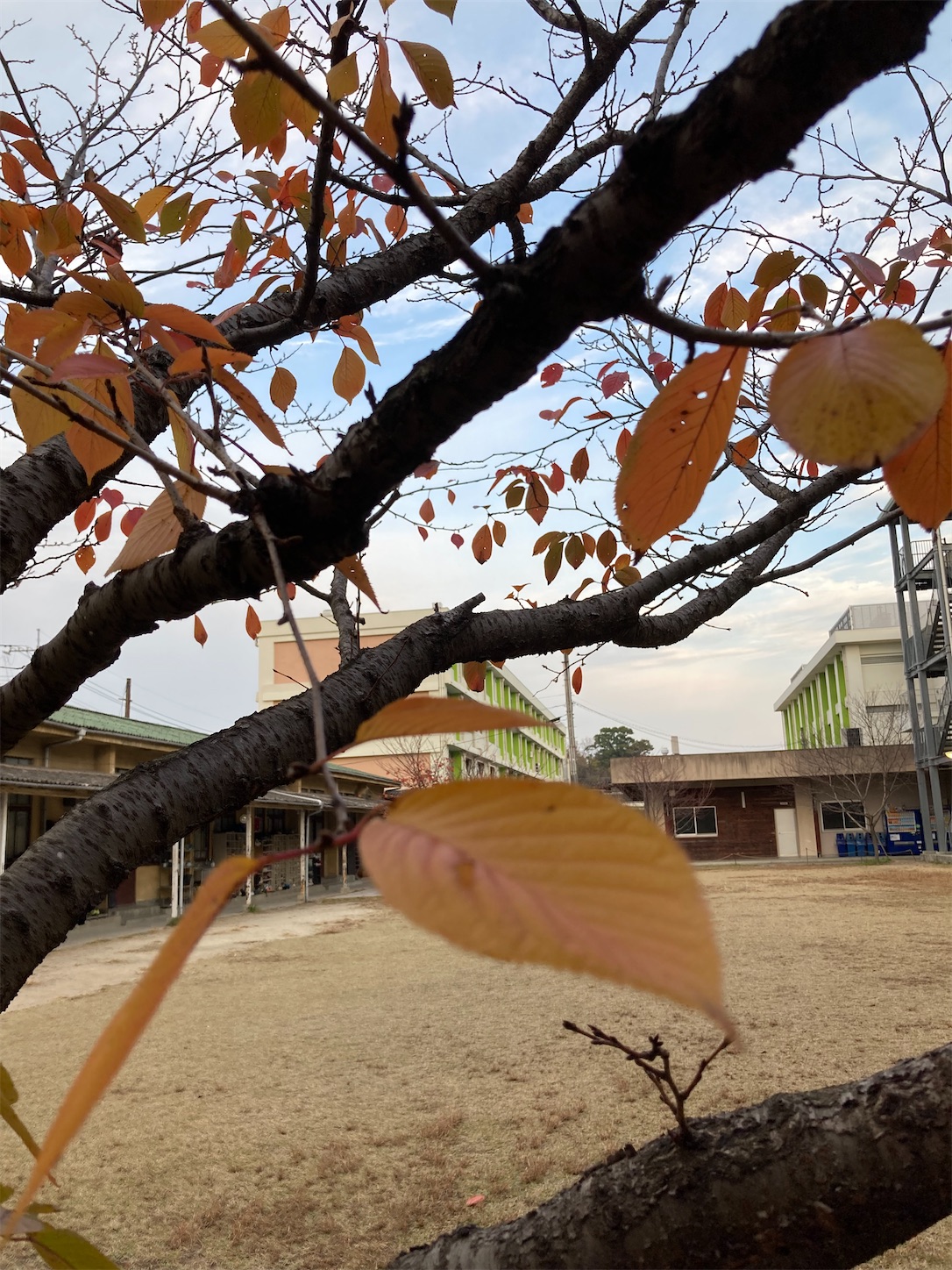 f:id:fymrsfujiko:20221130132924j:image