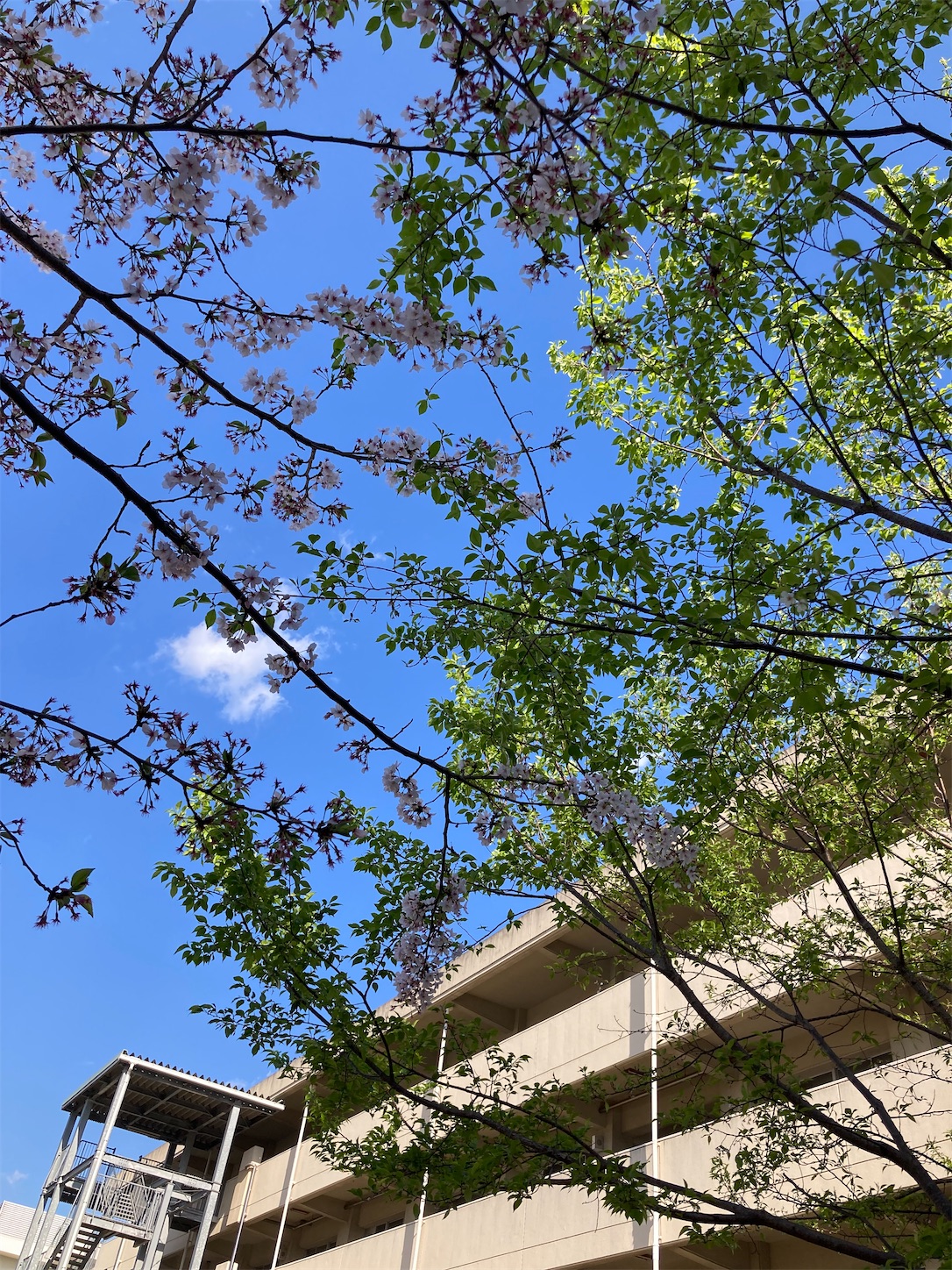 f:id:fymrsfujiko:20230410145946j:image f:id:fymrsfujiko:20230410145946j:image