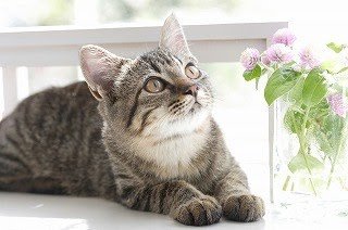 f:id:fyou:20170913122207j:plain f:id:fyou:20170913122207j:plain
