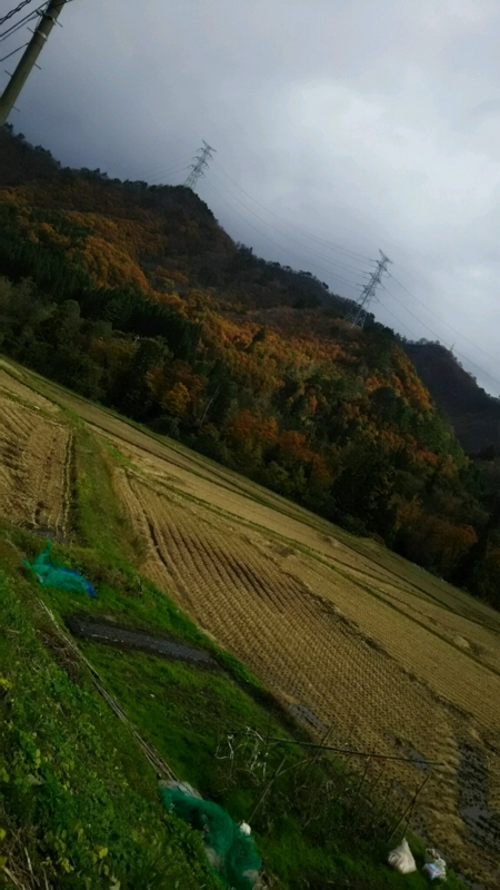 f:id:fyou:20171112175442j:plain