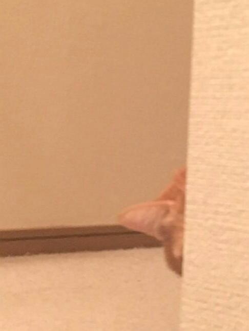 f:id:fyou:20171201160227j:plain