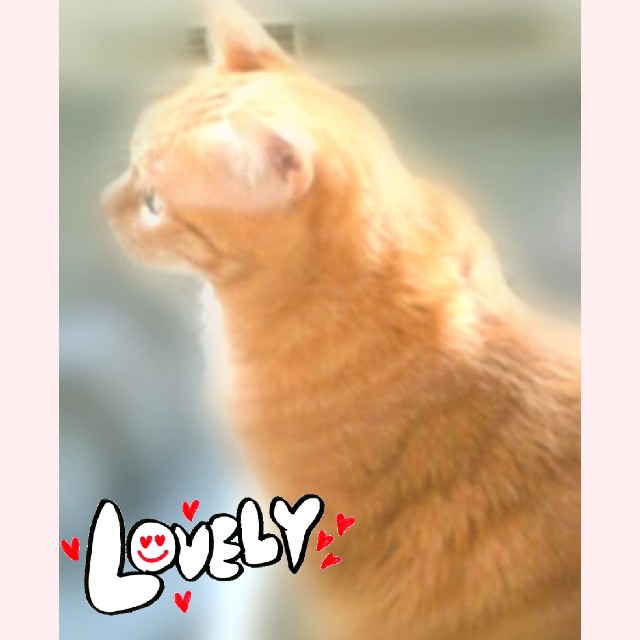 f:id:fyou:20181025174626j:image
