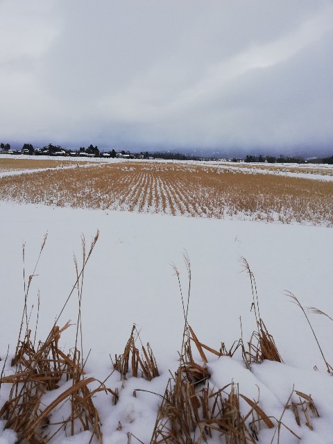 f:id:fyou:20190101134914j:image