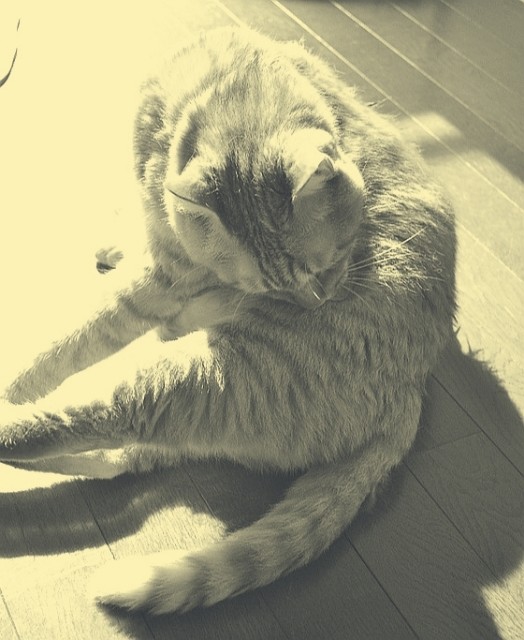 f:id:fyou:20190222190925j:image