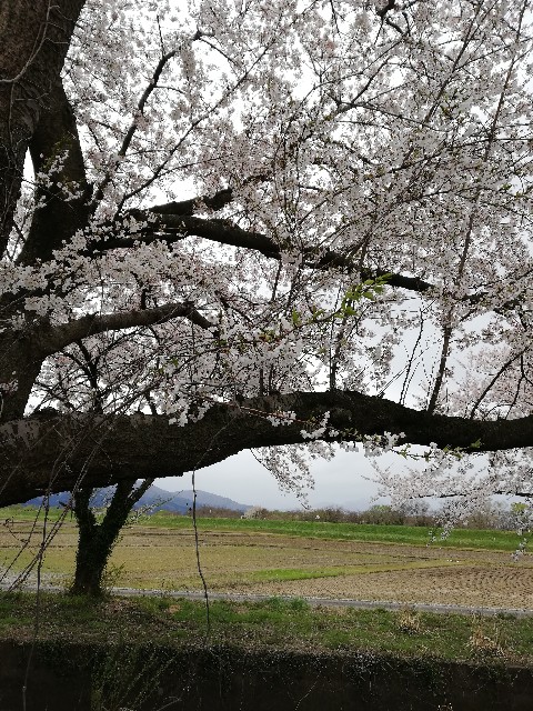 f:id:fyou:20200419093428j:image