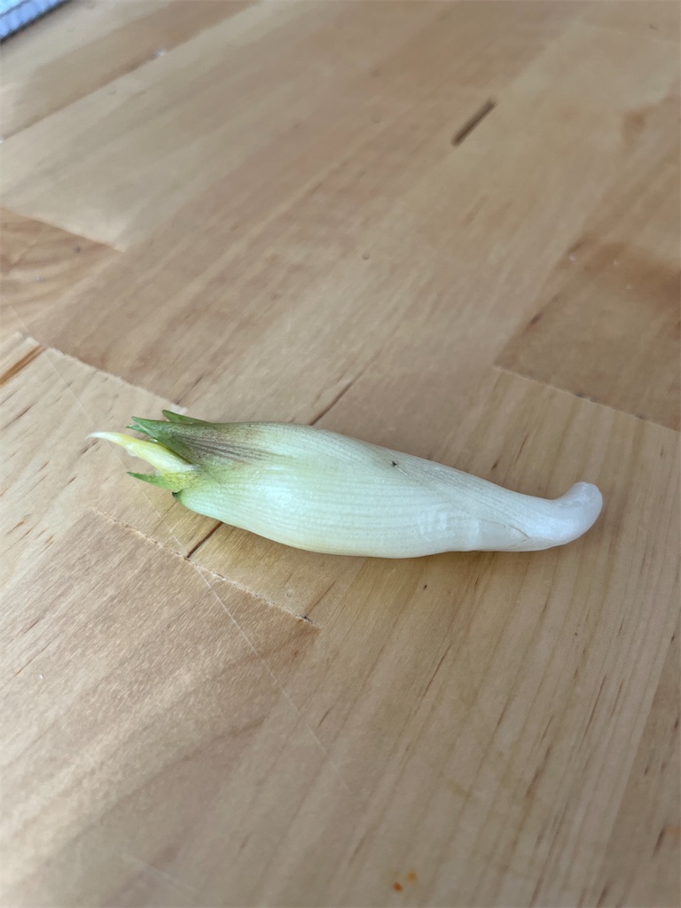 f:id:fyouko:20220823142405j:image