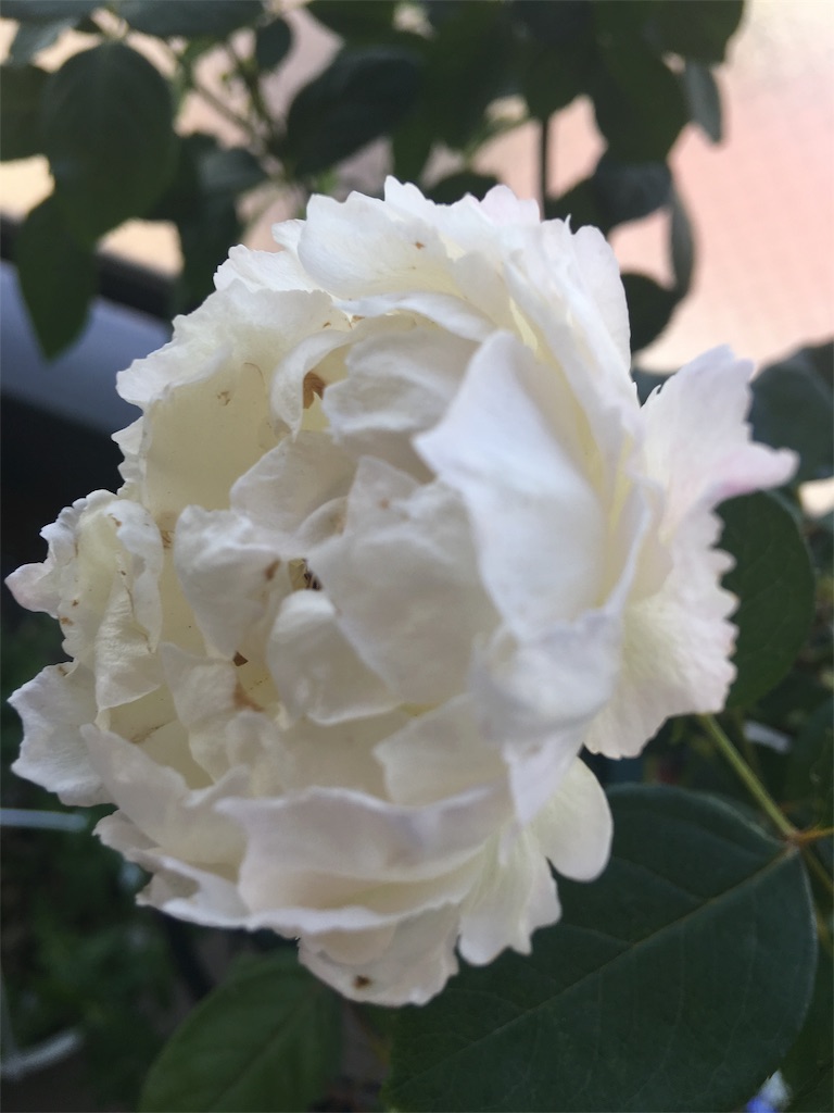 f:id:g-angelica:20180703063246j:image