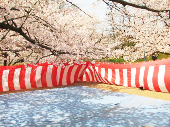 春を運ぶおひな様 お花見を楽しむためのポイントとマナー ぐるなび みんなのごはん