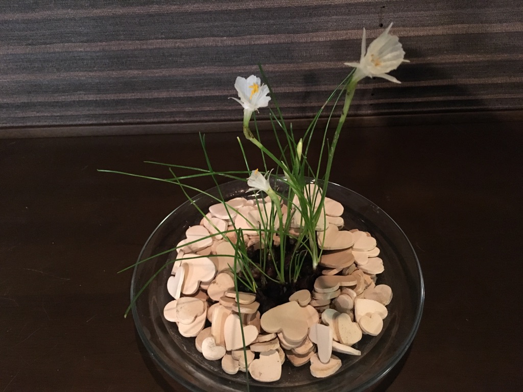 f:id:g-ninetyone:20180202224713j:plain