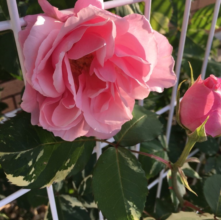 f:id:g-ninetyone:20180503194935j:plain