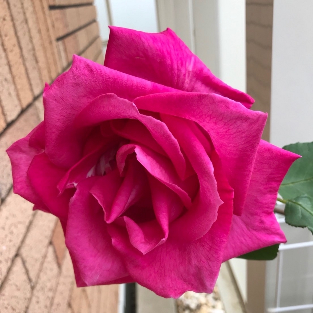 f:id:g-ninetyone:20180506175021j:plain