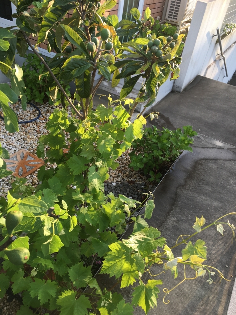 f:id:g-ninetyone:20180507233148j:plain