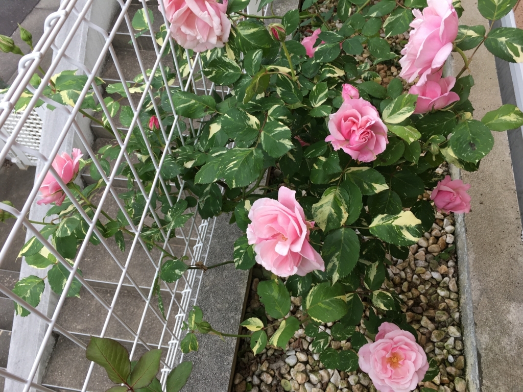 f:id:g-ninetyone:20180518205955j:plain