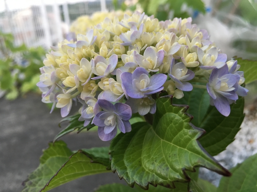 f:id:g-ninetyone:20180602220923j:plain