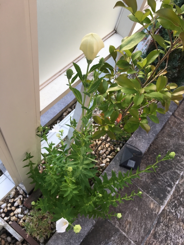 f:id:g-ninetyone:20180702200106j:plain