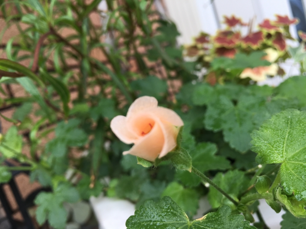 f:id:g-ninetyone:20180708205133j:plain