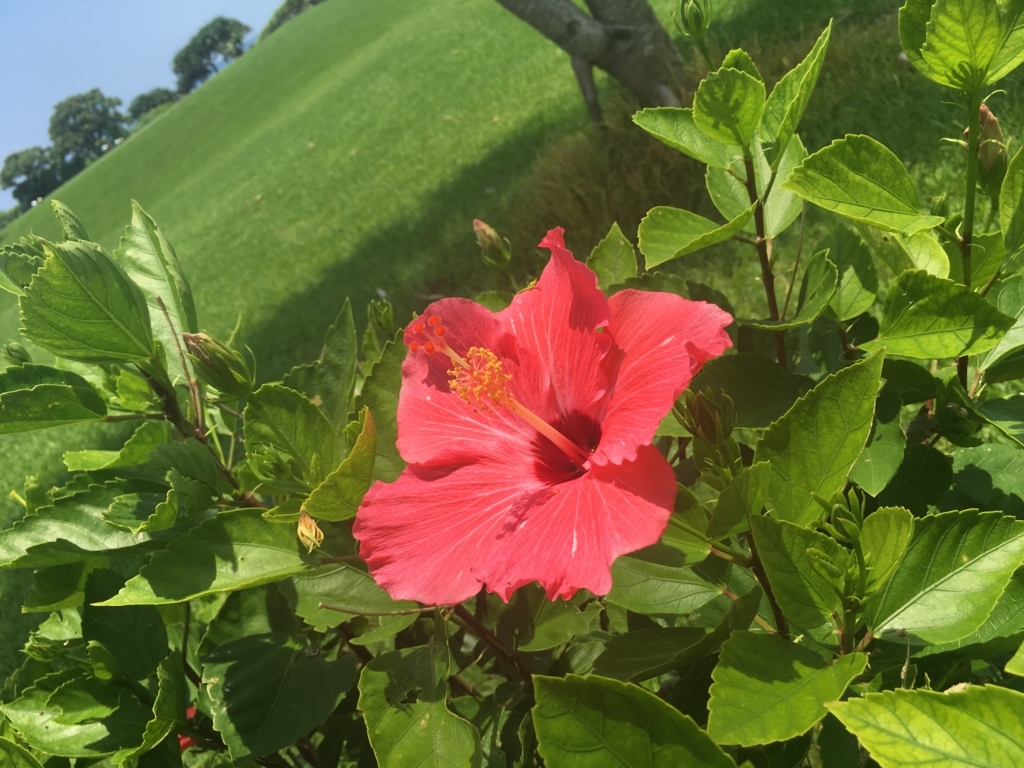 f:id:g-ninetyone:20180721130002j:plain
